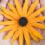 Close-up of hands holding vibrant yellow daisies, showcasing natural beauty and floral pattern.
