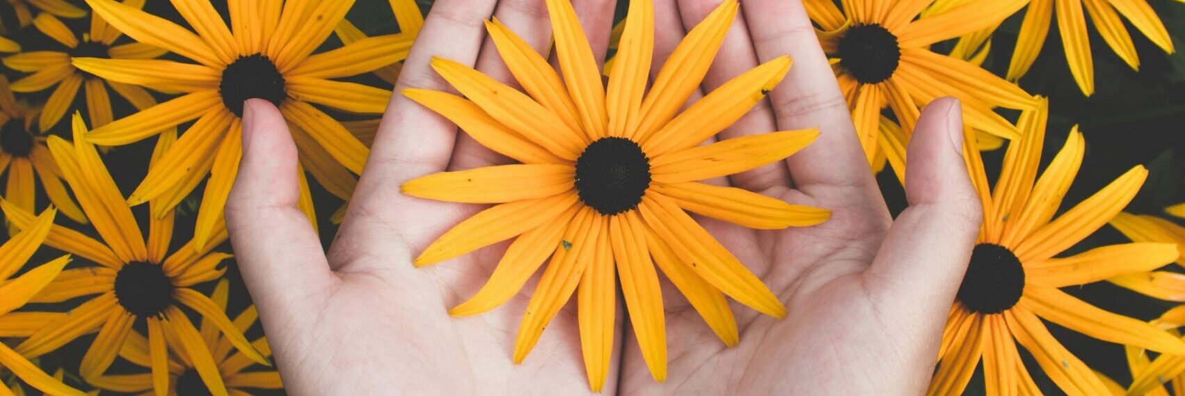 Close-up of hands holding vibrant yellow daisies, showcasing natural beauty and floral pattern.